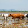 Emerging Pollutants in Livestock and Aquaculture Waste Pose Risks to Ecosystems and Public Health, New Study Reveals