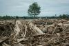 Deadly Indonesia floods force a deforestation reckoning