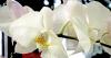 Taiwanese orchid extract shows promise for skin protection, brightening