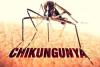 Armenia reports first case of chikungunya fever