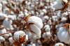 Brazil cotton prices range-bound in early Feb as exports decline