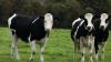 Irish, NI agriculture departments to tackle bovine TB