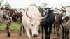 Guinea signs deal with Brazil to upgrade cattle breeding