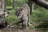 ‘Amazing Moment’: Puma Emerges From Forest in Costa Rica