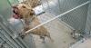 Philadelphia city council passes 3-year ban on "backyard" dog breeding