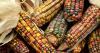 U.S. Leadership in Food Security and Agricultural Cooperation with Mexico