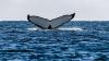 Whale watching in February: 8 places to see big migration moments