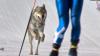 Paws On The Olympic Podium! Czech Wolfdog Crashes Finish Line At Milano-Cortina | WATCH
