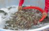 Ecuador shrimp exports reach USD 7.5 billion in 2025