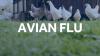 Department of Agriculture reports avian flu has affected over 1 million birds in Lancaster County
