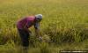 YOURSAY | Malaysia needs competent leadership in agriculture Yoursay 27 m ago ⋅ 2