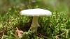 California's Death Cap Mushrooms Are Making New Compounds, Scientists Discover