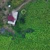 Aerial view of a coca leaf plantation near El Playon, department of Cauca, Colombia, on February 12, 2026