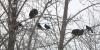 ‘Enjoying the life around you’: Anchorage man feeding bald eagles in Muldoon