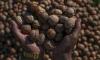 Indian customs seize Chinese walnuts falsely declared as Afghan