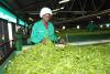 Tea farmers make Sh10bn as quality drives auction gains