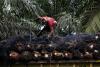 Indonesia secures free palm oil tariffs, but has hands tied on textiles, mining