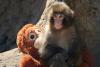 Shot to social media stardom: Fans flock to Japan zoo to see viral baby monkey Punch