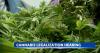 Hawaii lawmakers advance bill to legalize recreational marijuana use