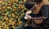 Cocoa Prices Plunge 10% to 30-Month Low on Ivory Coast Stockpile Concerns
