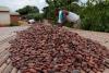 Ivory Coast considers following Ghana with cocoa farm gate price cut, sources say