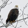 Bald Eagles Spotted Near Jamaica Bay