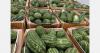 High tariffs deprive Mauritanian exporters of strong Moroccan demand for watermelons