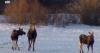 Winter ticks and Montana moose: FWP study reveals impact on local populations