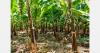 Paris court rejects enforcement of US$805 million Nicaragua pesticide ruling