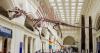 Fossils of a new species of huge dinosaur Spinosaurus unearthed in Niger