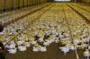 What's Right: Norway to phase out fast-growing “frankenchickens”
