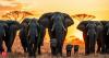 Scientists Discover Elephants Call Each Other by Name And Respond When They Hear It