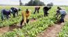 AfDB approves $200 million loan to boost Nigeria’s agricultural productivity
