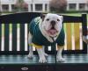 Public invited as Arkansas Tech mascot Jerry to celebrate third birthday Monday