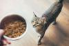 Fish-based pet food may expose cats and dogs to forever chemicals