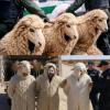 Three Nigerian Men Arrested in Algeria After Attempting to Enter Spain Disguised as Sheep