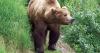 Alaska doctor identifies first ‘seal finger’ infection linked to brown bear