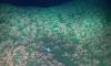 Ocean floor expedition discovers creatures never cataloged by science