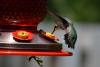 Hummingbirds set for seasonal return to Alabama in March