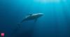 New research may show the ‘Loneliest Whale’ isn’t truly alone: What scientists know about the 52 Hz mystery