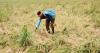 Adopt natural farming to preserve environment: Maharashtra Guv