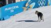 Meet Nazgul: The Czechoslovakian wolfdog who made a break for Olympic glory