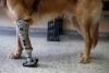 El Salvador Pet Prosthetics Turn One Dog’s Pain into Policy