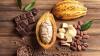 Ivory Coast considers cocoa price cut as global market decline forces policy shift 