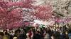 The Ultimate Japan Cherry Blossom Tour: Plan This Journey Ahead Of Peak Rush