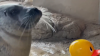 Playful seal with rubber duck becomes social media sensation