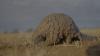 World Pangolin Day 2025: Illegal trade and poaching threaten Namibia’s unique scaly mammals