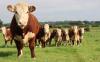 Ireland set to host European Hereford Conference this August
