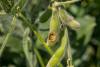 Scientists Decode Plants’ “Ouch” Signals, Paving Way for Smart Pest Alerts