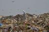 Clean environment a right to life: SC issues pan-India directions on solid waste management